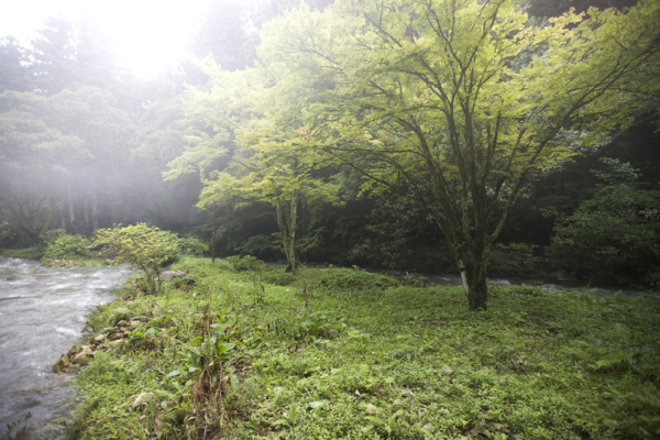 山口・秋芳洞で涼む_c0163369_1164361.jpg