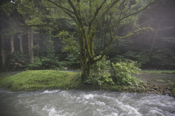 山口・秋芳洞で涼む_c0163369_1164795.jpg