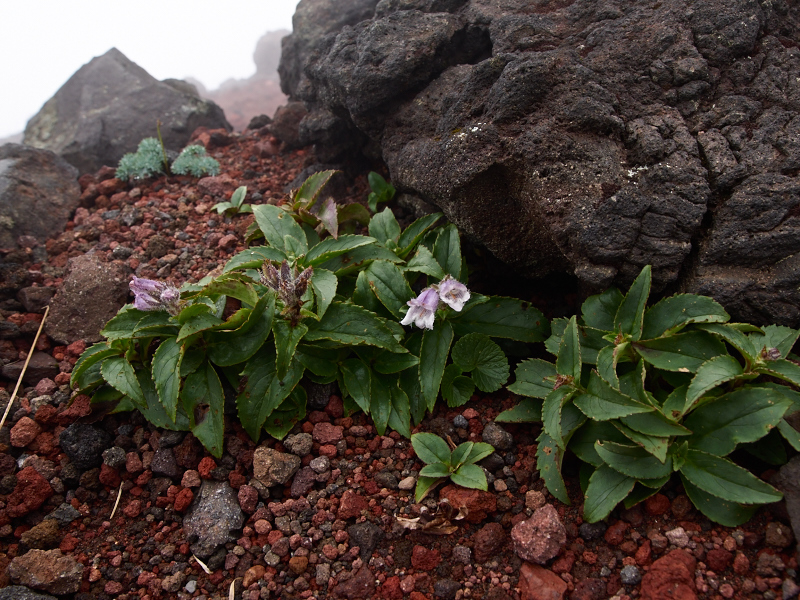 岩手山の花(8合目~)_e0220071_16315095.jpg