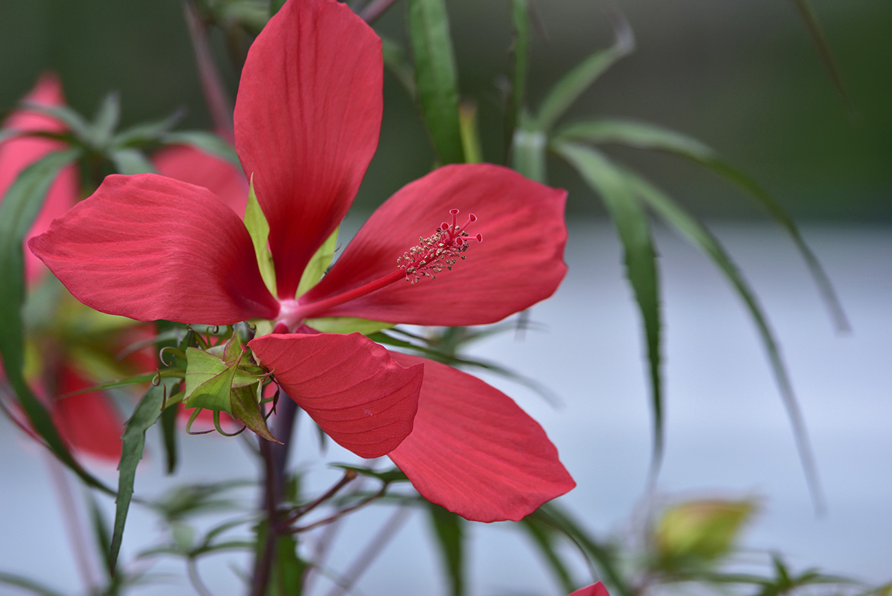 オールドレンズで夏を撮る_a0110584_19291379.jpg