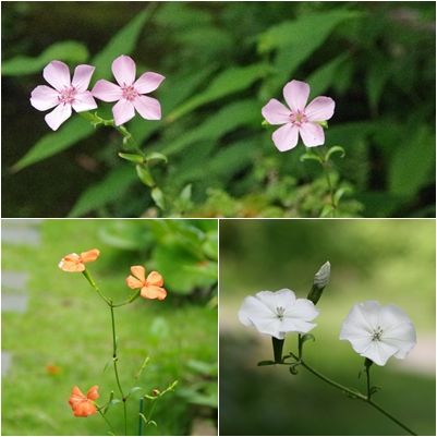 待ってくれた　レンゲショウマ・フシグロセンノウ_c0144185_1452485.jpg