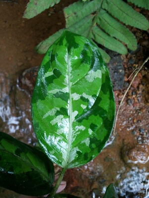 c0256503_16105942.jpg