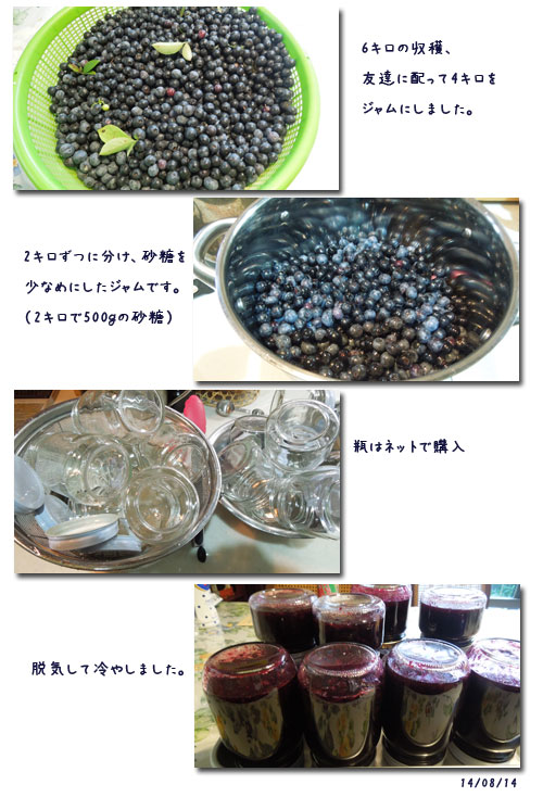 ブルーベリーの収穫_c0051105_0285048.jpg