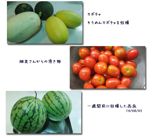 ブルーベリーの収穫_c0051105_10465186.jpg