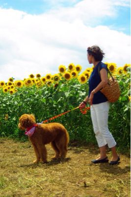 🌻 座間ひまわり祭り🌻_f0329406_2210528.jpg