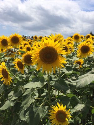 🌻 座間ひまわり祭り🌻_f0329406_226021.jpg