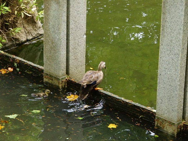 カルガモの赤ちゃん_b0137412_22311198.jpg