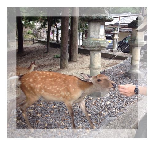 奈良に行って来ました!_f0354014_2324173.jpg