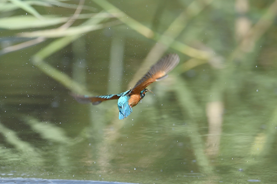 140815 池の雄最悪_c0278820_14541037.jpg