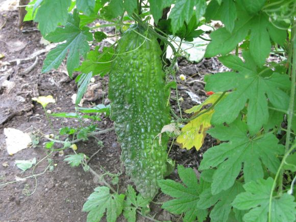 台風一過の雨続きで野菜が元気に_d0323231_20582654.jpg