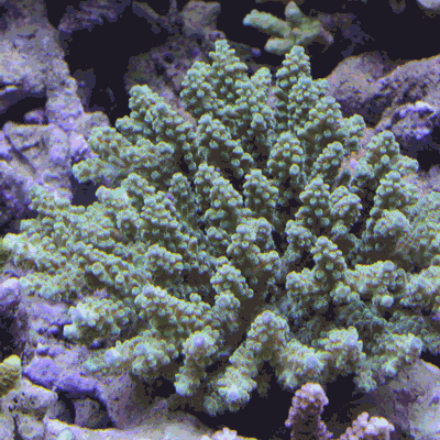d0221436_21191161.gif