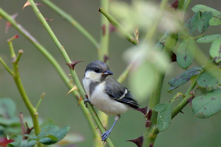 バラ園のシジュウガラ幼鳥_d0148541_1910698.jpg