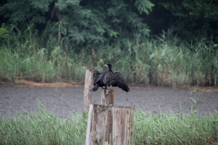 2014.8.14 お帰りなさい・葛西臨海公園・アオアシシギ、ソリハシシギ、キアシシギ、ゴイサギ_c0269342_08372941.jpg