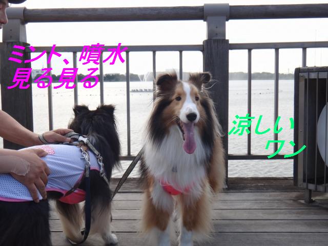 そうだ、新潟に行こう!_e0195743_16361677.jpg
