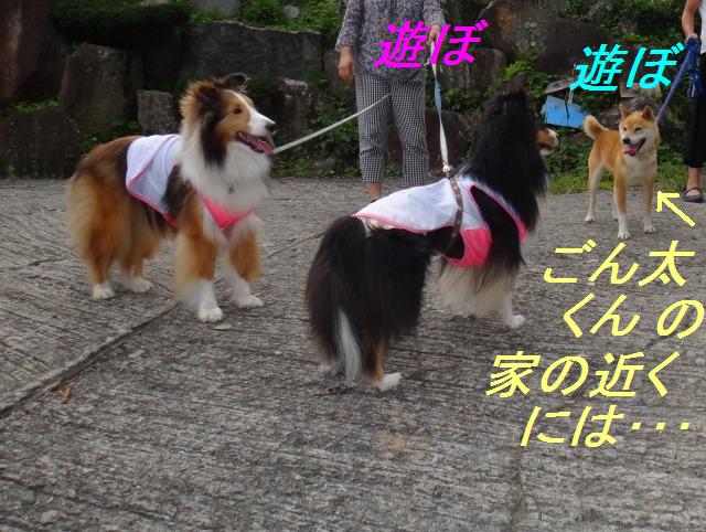 旅の3日目☆ダムの下で涼しい水遊び♪_e0195743_22313773.jpg