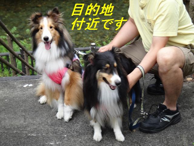 旅の3日目☆ダムの下で涼しい水遊び♪_e0195743_22323017.jpg