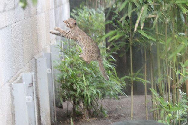 アムールっ仔！牙城へ跳べ！_e0294253_11211592.jpg