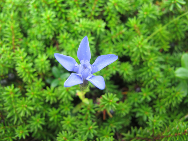 2014年8月13日　飯豊連峰（２日目　梅花皮小屋～杁差岳～頼母木小屋）_c0116856_13535452.jpg