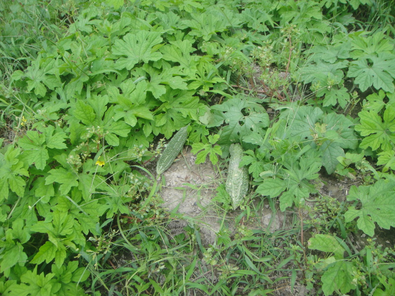 c0108460_17581539.jpg