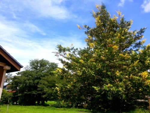 d0058064_15291930.jpg