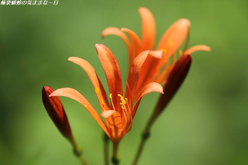 お盆の頃に咲く花 キツネノカミソリ 極楽蜻蛉の気ままな一日