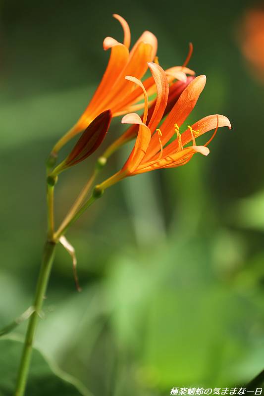 お盆の頃に咲く花 キツネノカミソリ 極楽蜻蛉の気ままな一日 お盆の頃に咲く花 キツネノカミソリ 極楽蜻蛉の気ままな一日
