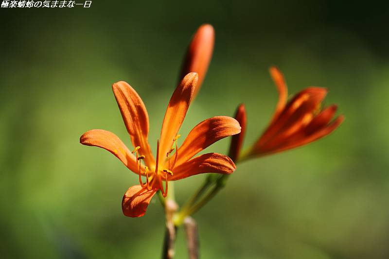 お盆の頃に咲く花 キツネノカミソリ 極楽蜻蛉の気ままな一日 お盆の頃に咲く花 キツネノカミソリ 極楽蜻蛉の気ままな一日