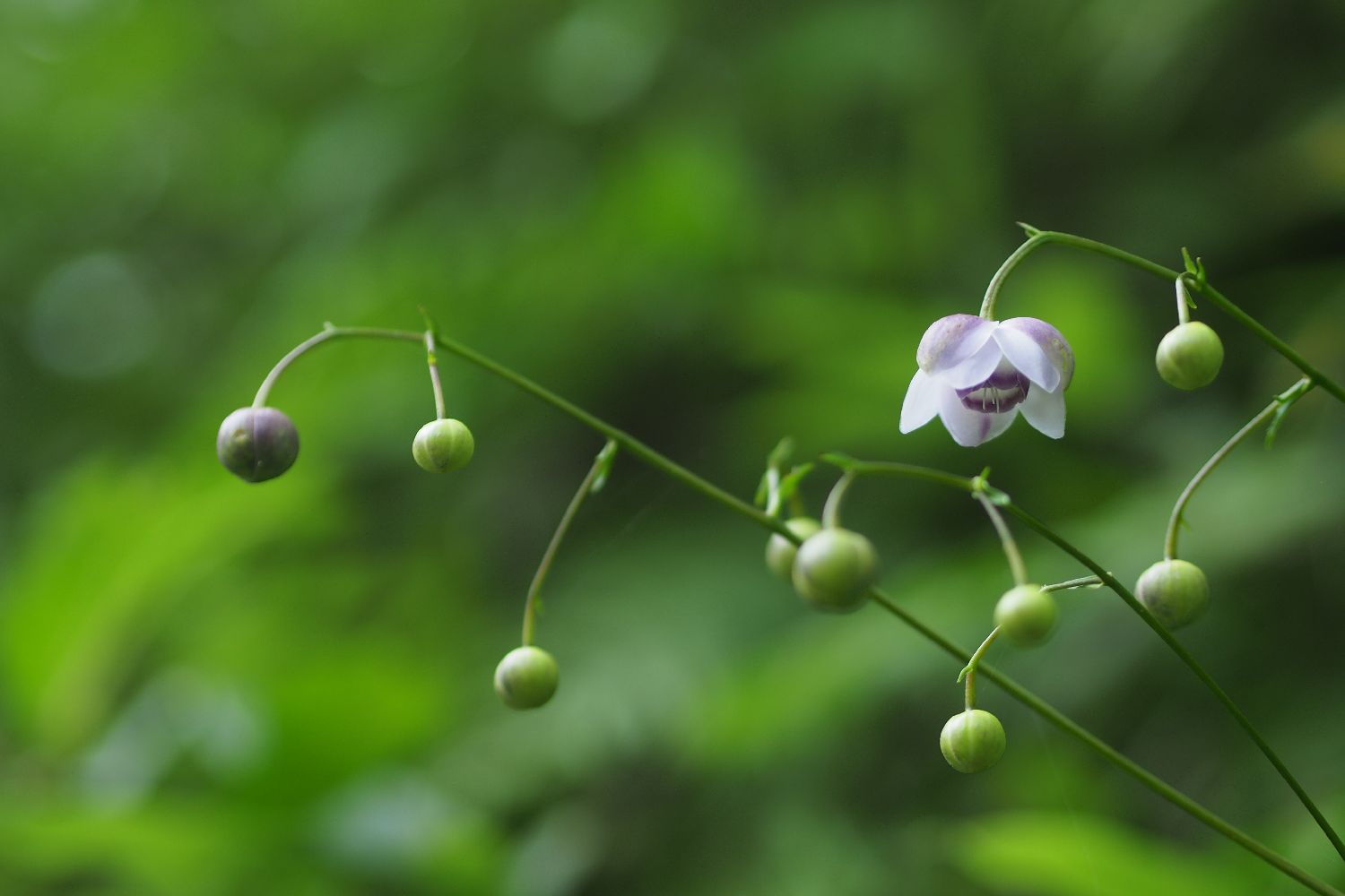 蓮華升麻の季節　　－御岳山－_e0307372_17270199.jpg