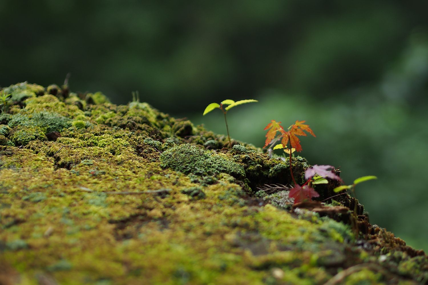 蓮華升麻の季節　　－御岳山－_e0307372_17351363.jpg