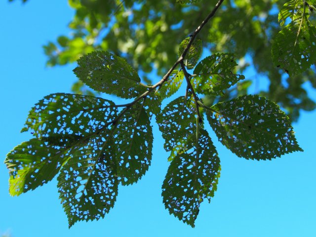 c0183777_4232453.jpg