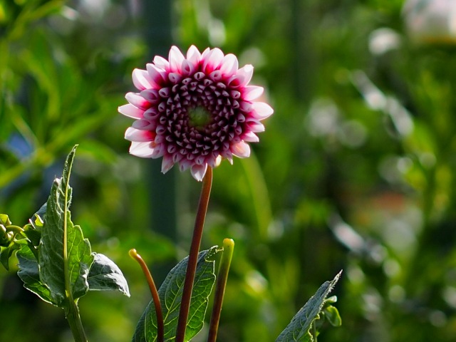 c0183777_4241470.jpg