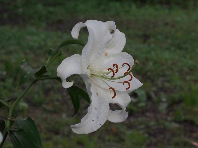 　　　　　　　百合が原公園、秋の気配　　_c0183777_4351173.jpg