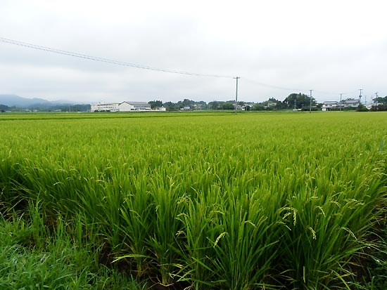 ８月１５日の田んぼ（上目黒小・枝野小）_d0247484_1375484.jpg