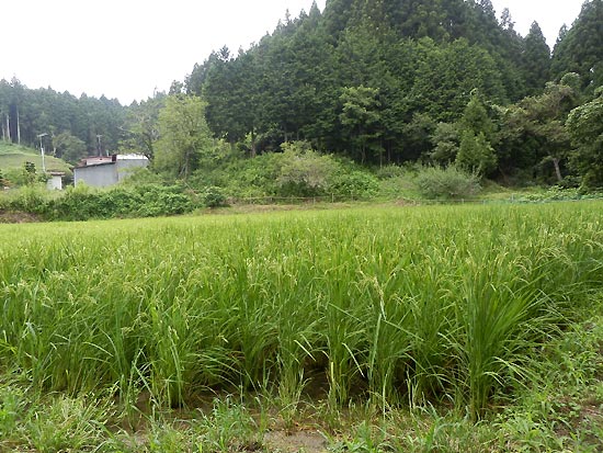 8月15日の田んぼ(月光原小・西根小)_d0247484_14103254.jpg