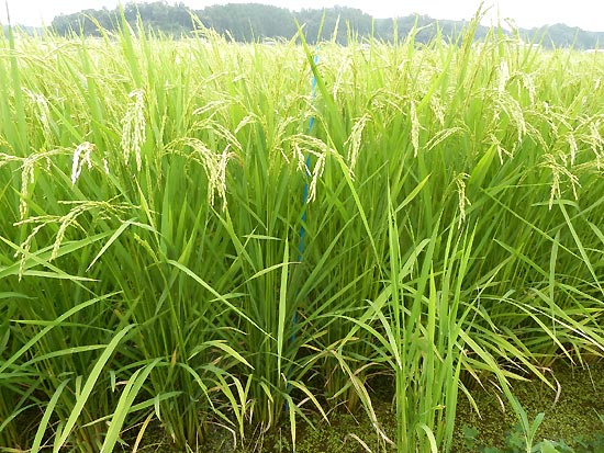 8月15日の田んぼ(緑ヶ丘小・北郷小)_d0247484_14313662.jpg