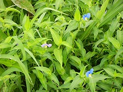 8月15日の田んぼ(緑ヶ丘小・北郷小)_d0247484_1436575.jpg