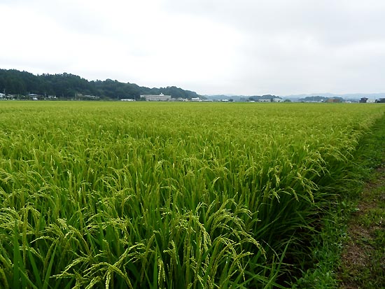 8月15日の田んぼ(緑ヶ丘小・北郷小)_d0247484_14375086.jpg