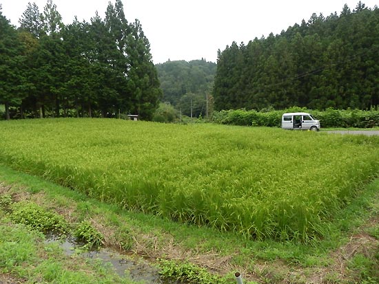 8月15日の田んぼ(月光原小・西根小)_d0247484_144161.jpg