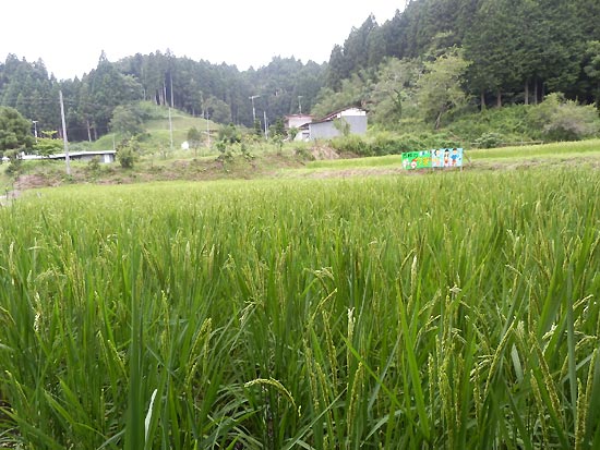 8月15日の田んぼ(月光原小・西根小)_d0247484_1451225.jpg