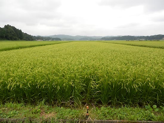 ８月１５日の田んぼ（目黒角田絆交流田）_d0247484_1458199.jpg