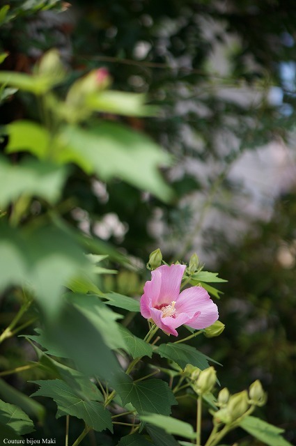 花言葉「繊細な美」…_e0043686_10221079.jpg