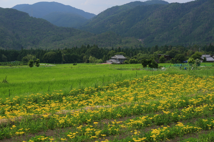 嵯峨越畑_e0051888_0224240.jpg