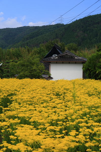 嵯峨越畑_e0051888_0225239.jpg