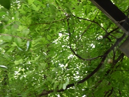 a0088892_08453657.jpg