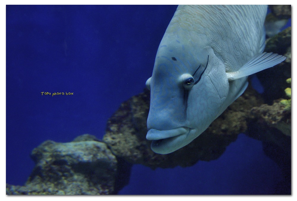 眼鏡黐之魚