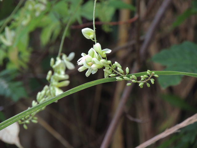 木槿・臭木・白花庭藤・痰切豆・葛む・芙蓉・宿根朝顔・トンボ・ショウリョウバッタ_d0261298_6292743.jpg