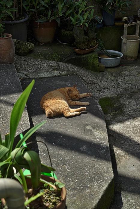 湯島の猫たち-2_e0135098_625595.jpg