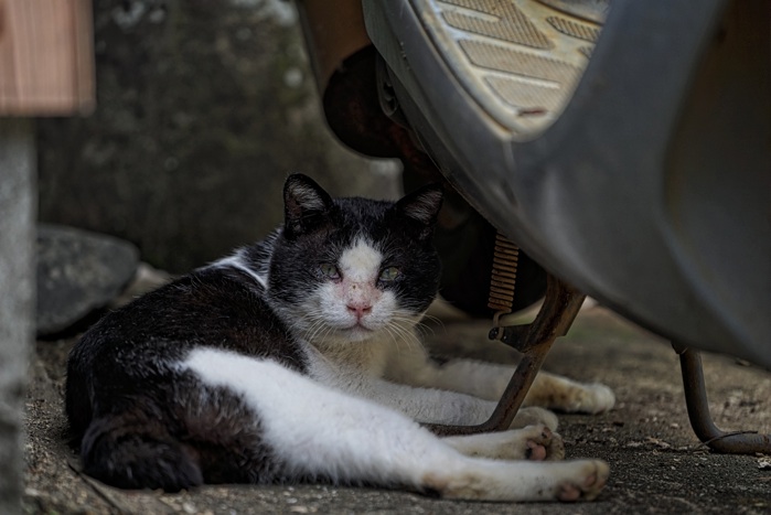 湯島の猫たち-2_e0135098_633677.jpg