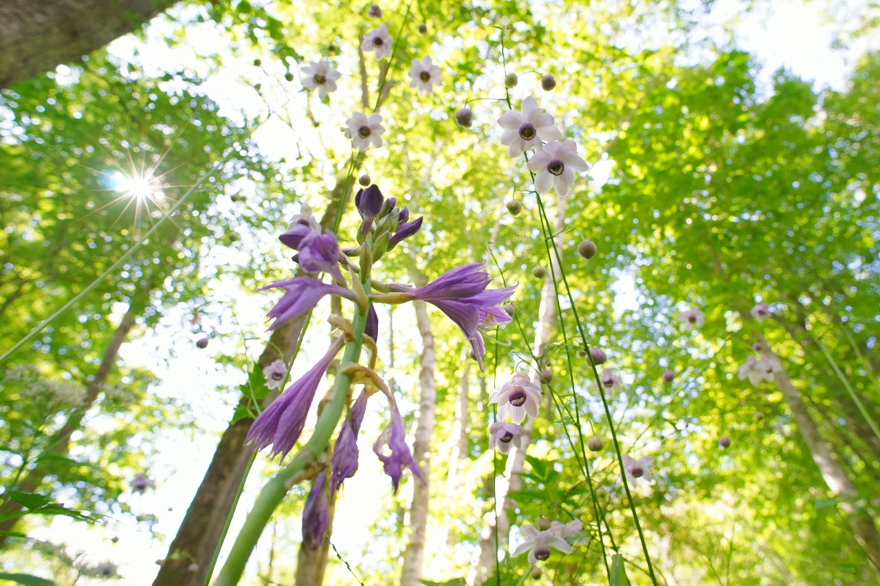 滝野すずらん公園のレンゲショウマ2014_b0225108_14485891.jpg