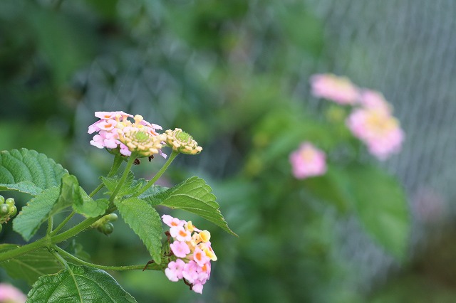 炎天下に強いユリの花_e0321325_15574280.jpg